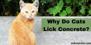 Why Do Cats Lick Concrete? Concrete And Cats