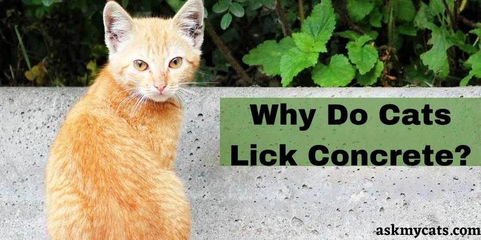 Why Do Cats Lick Concrete?