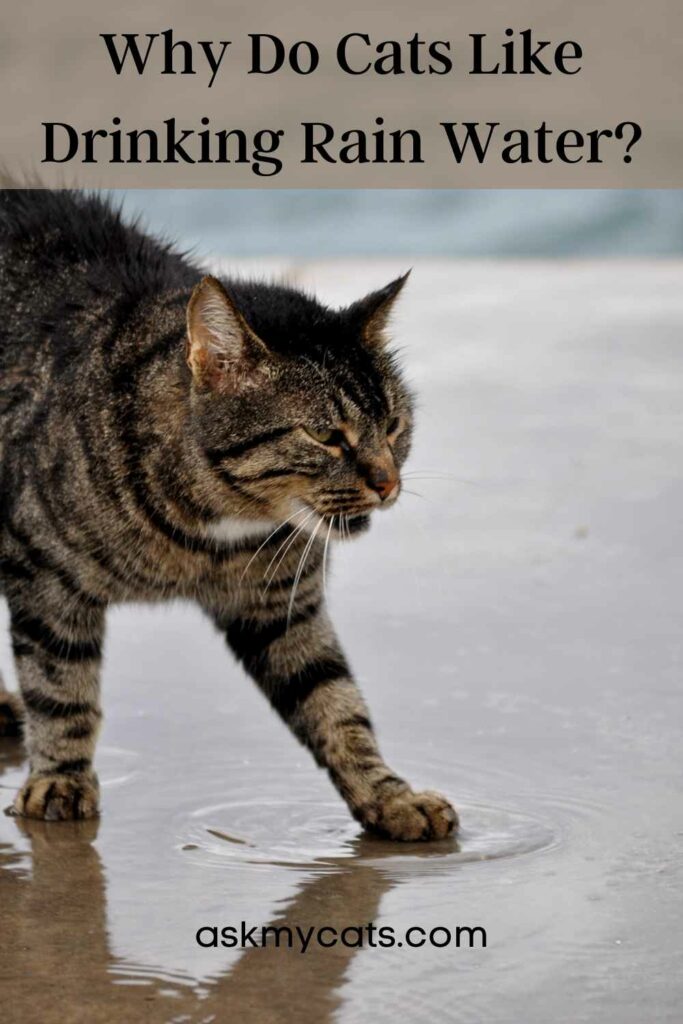 Why Do Cats Like Drinking Rain Water?