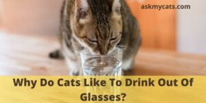 Why Do Cats Like To Drink Out Of Glasses?