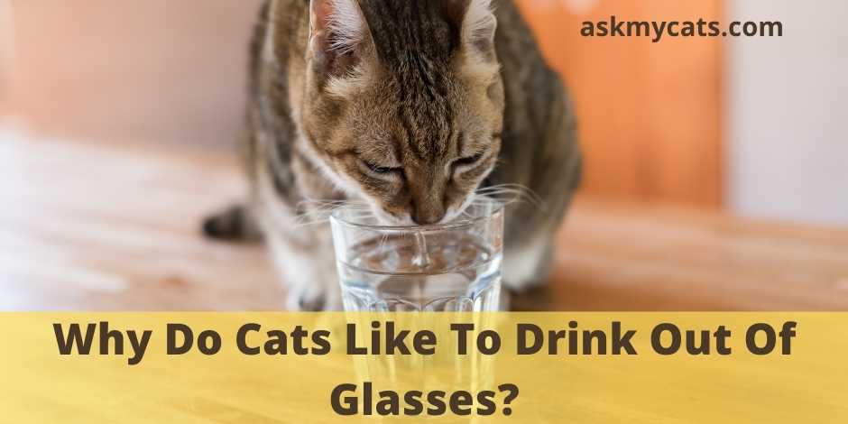 Why Do Cats Like To Drink Out Of Glasses