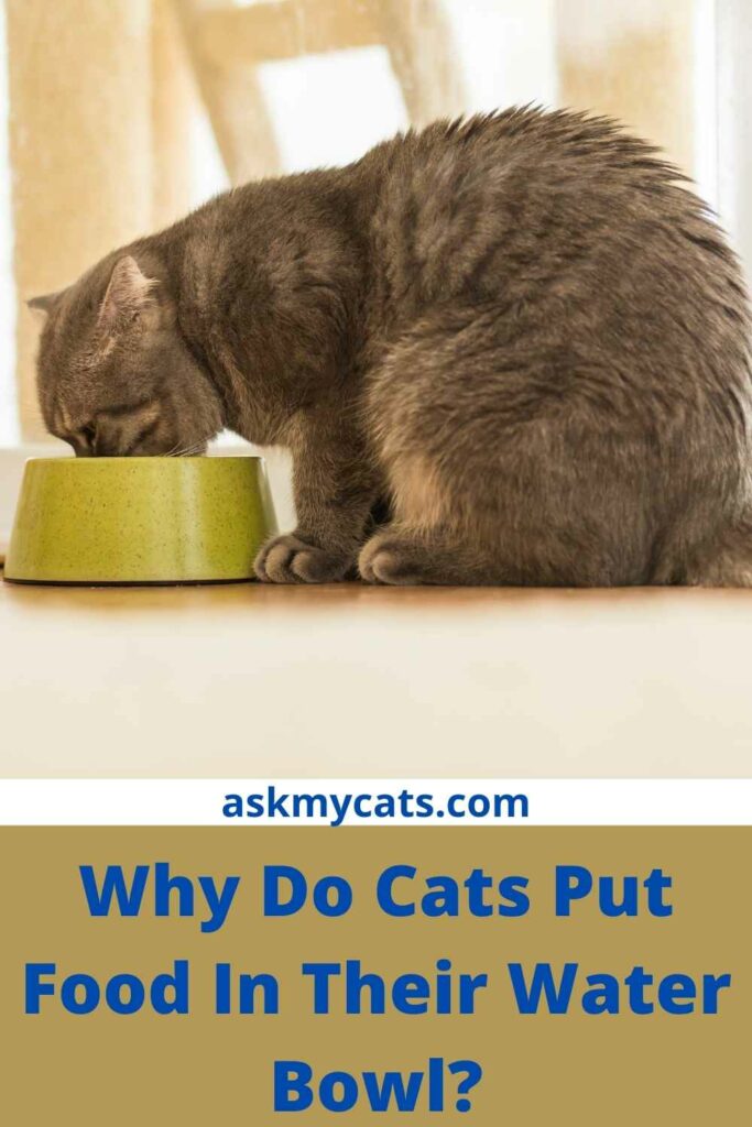 Why Do Cats Put Food In Their Water Bowl?