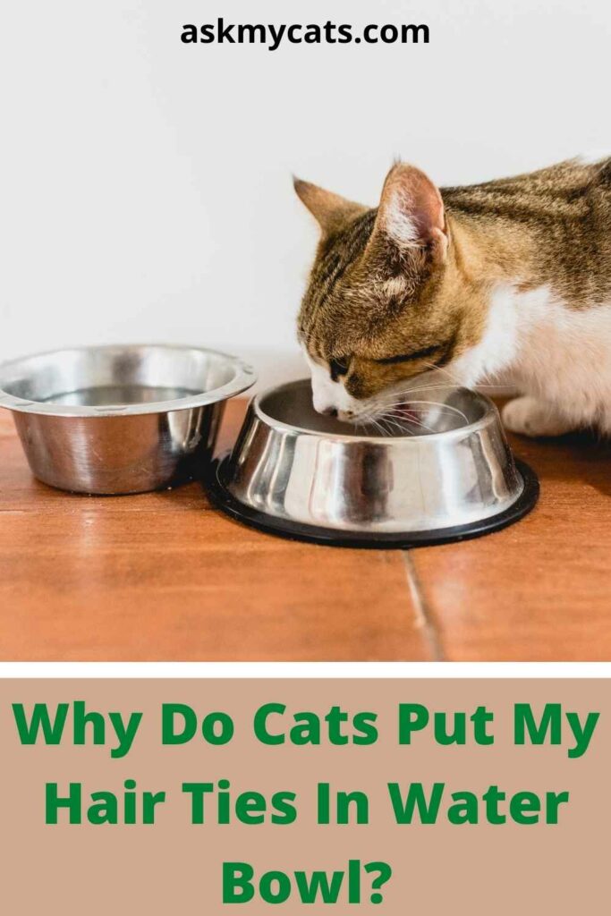 Why Do Cats Put My Hair Ties In Water Bowl?