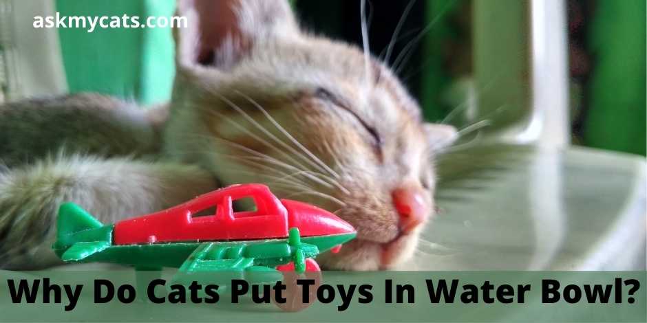 Cat puts toys 2024 in water dish