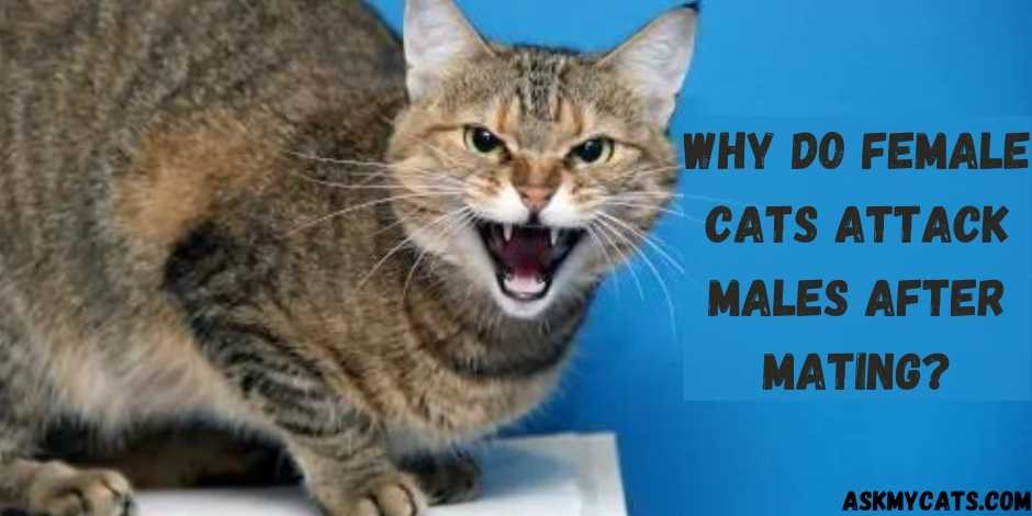 Why Do Female Cats Attack Males After Mating?