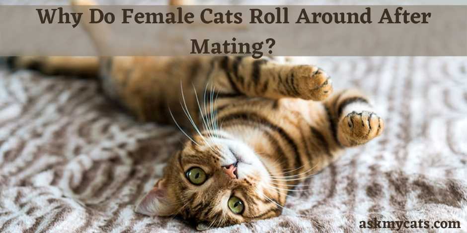 Why Do Female Cats Roll Around After Mating