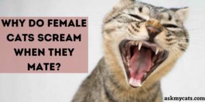 Why Do Female Cats Scream When They Mate?