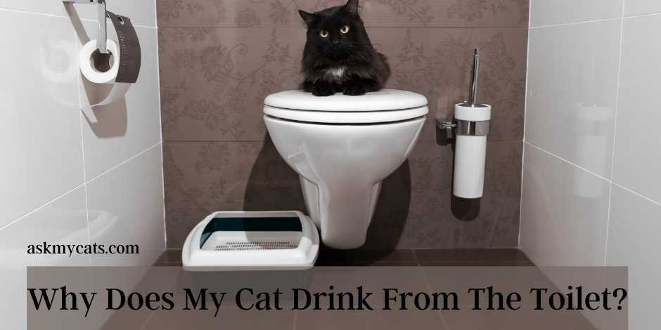 Why Does My Cat Drink From The Toilet