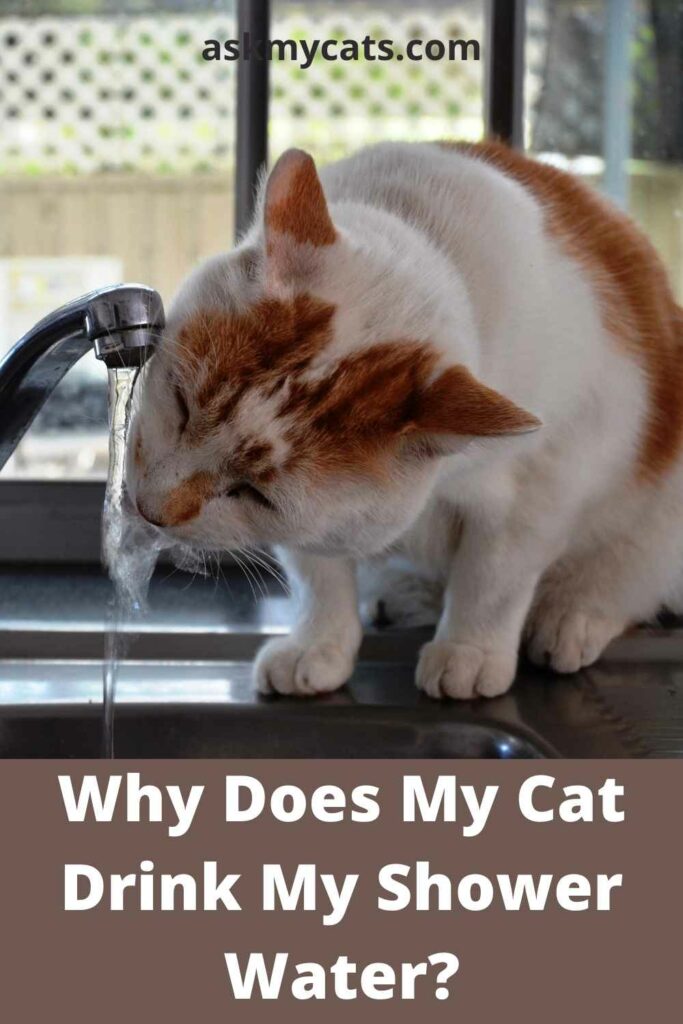 Why Does My Cat Drink My Shower Water?