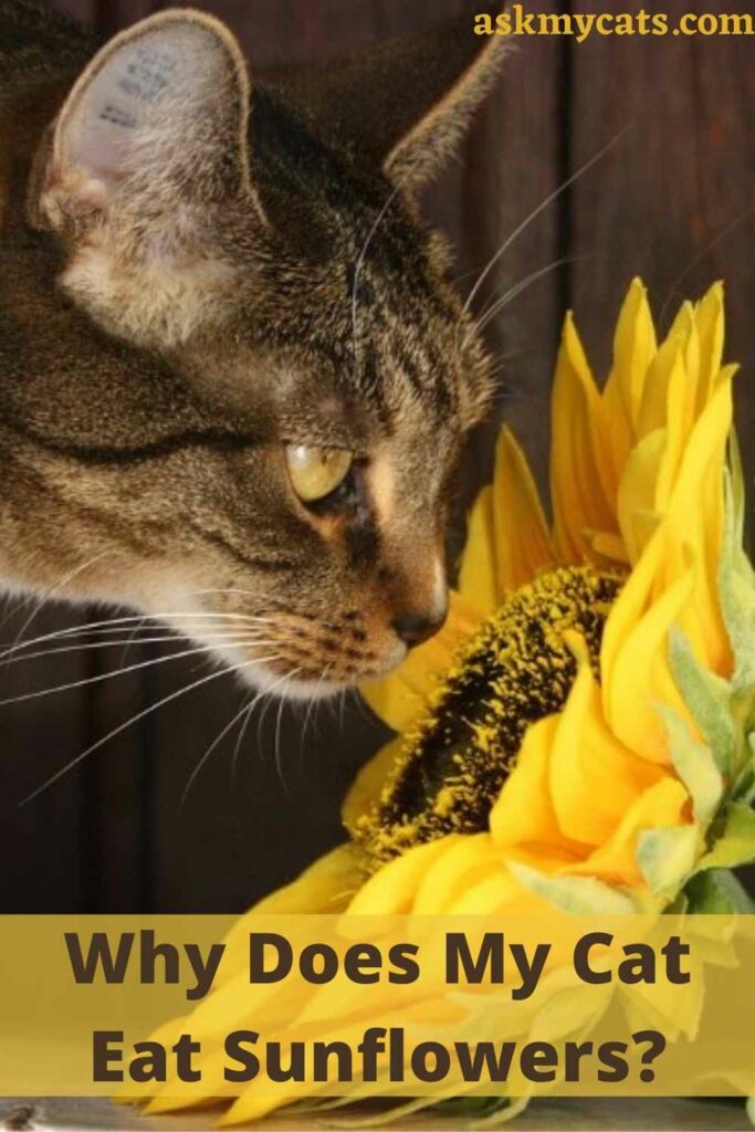 Why Does My Cat Eat Sunflowers?