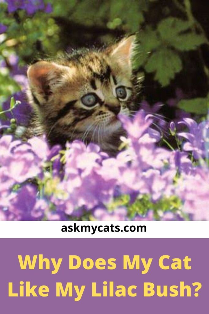 are lilacs poisonous to dogs