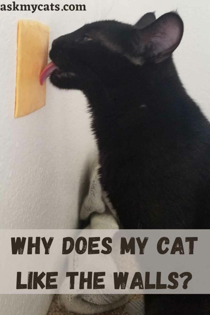 Why Does My Cat Like The Walls?