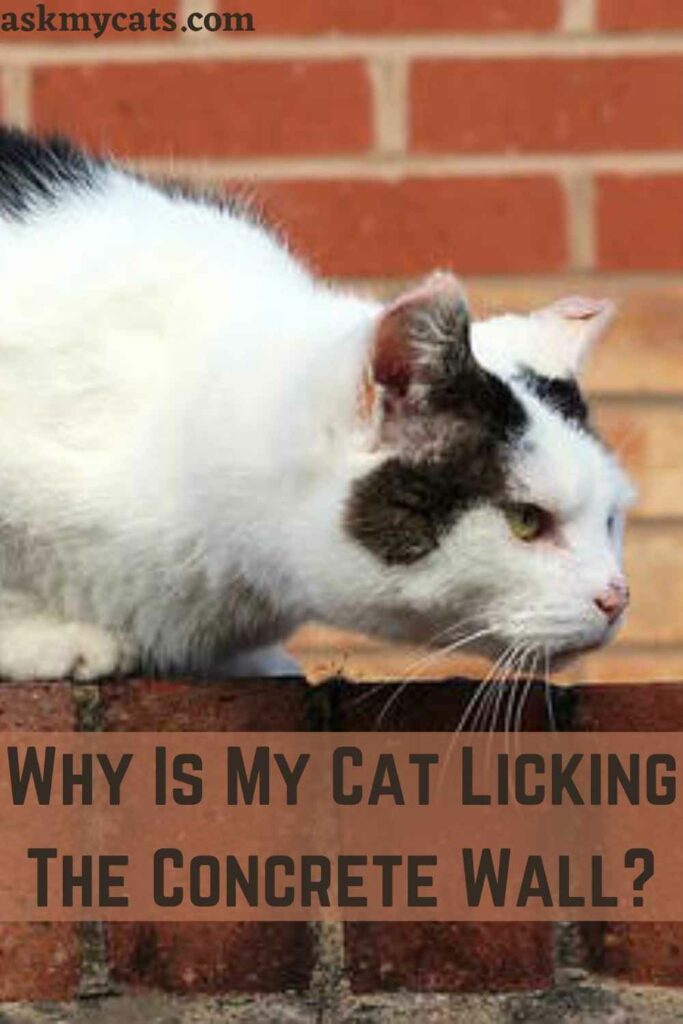 Why Is My Cat Licking The Concrete Wall?