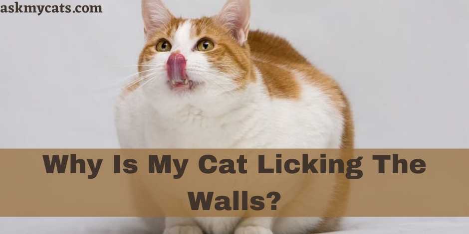 Cat licking walls outlet and furniture