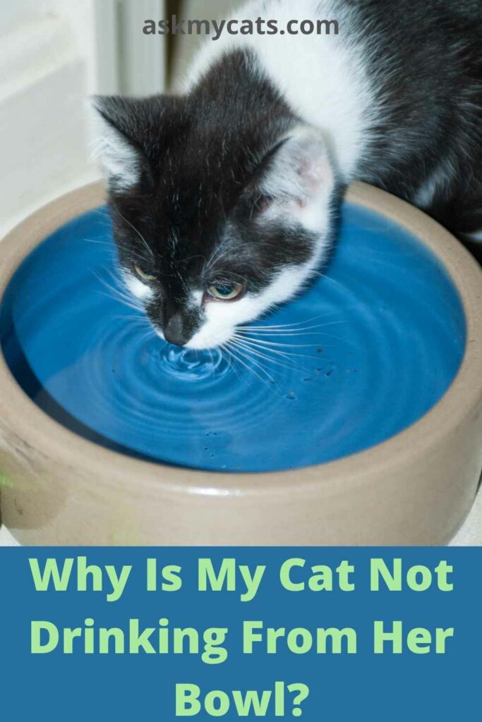 Why Is My Cat Not Drinking From His Bowl?