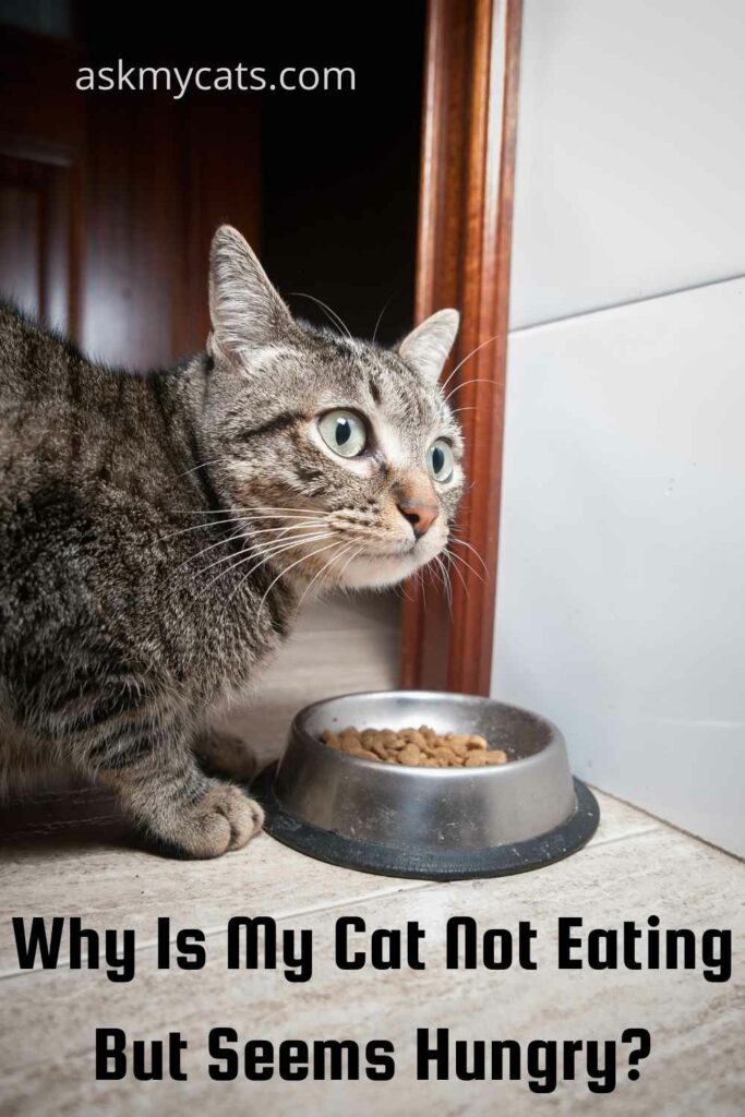 is avocado toxic to cats