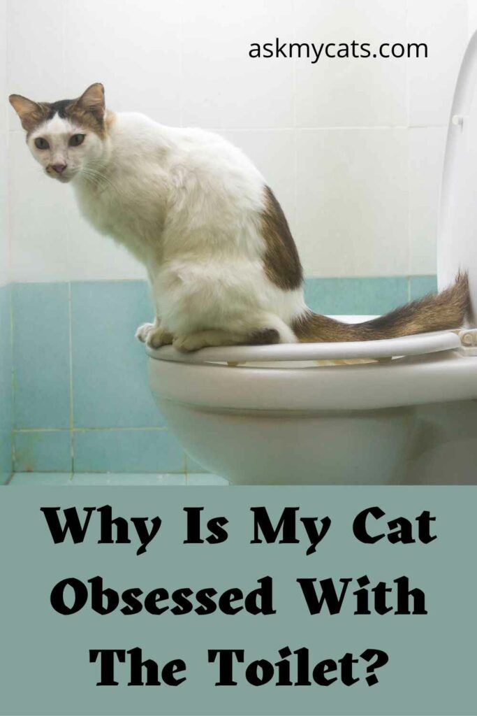 Why Is My Cat Obsessed With The Toilet?