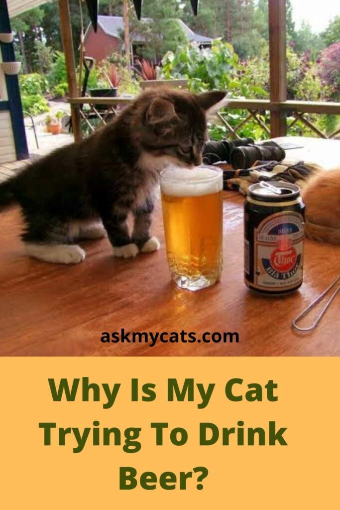 Why Is My Cat Trying To Drink Beer?