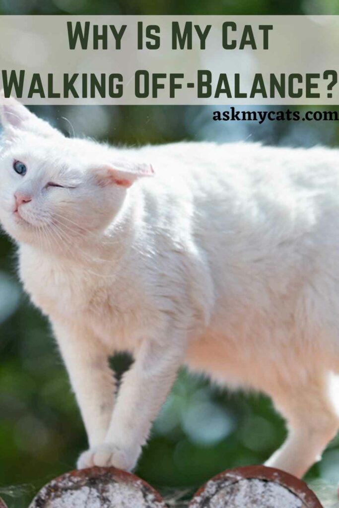 Why Is My Cat Walking Off-Balance?