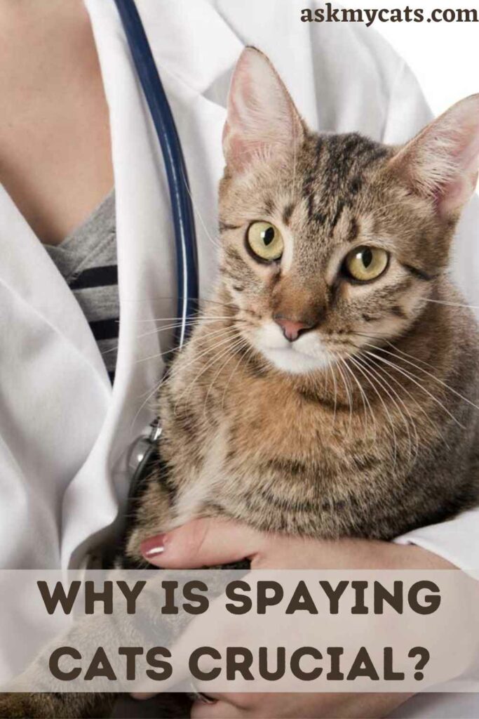 Why Is Spaying Cats Crucial?