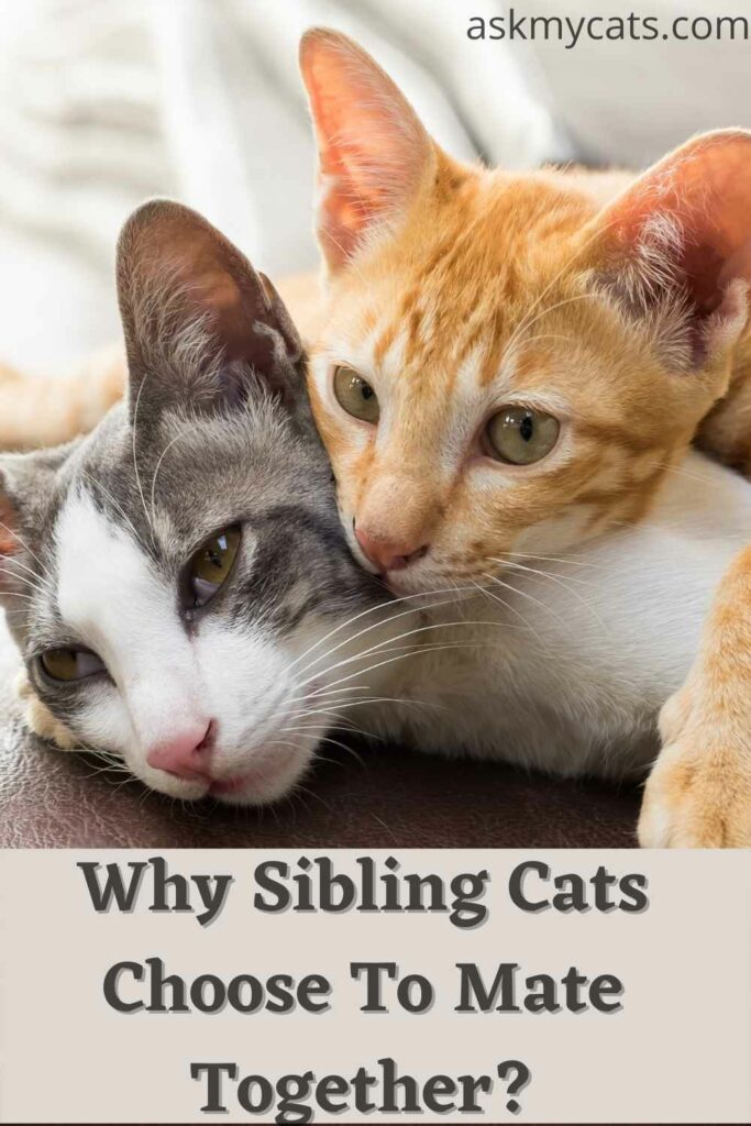 why sibling cats choose to mate together.