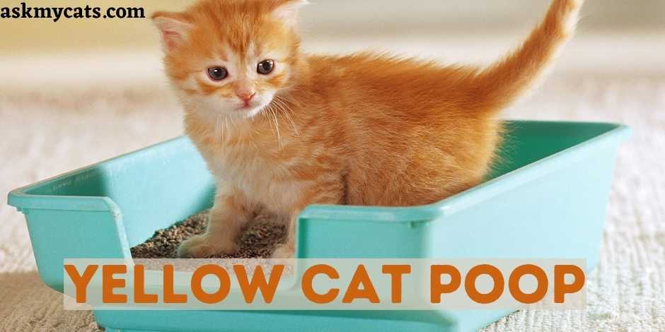 Yellow Cat Poop: Why Is My Cat's Poop Yellow?