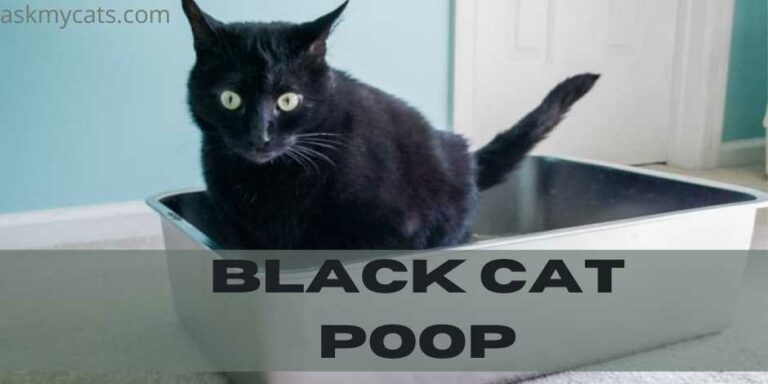 black-cat-poop-what-to-do-if-cats-poop-is-black