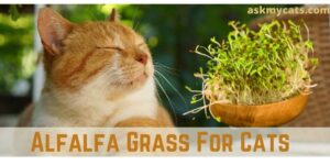 Alfalfa Grass For Cats: Can Cats Eat Alfalfa Grass?
