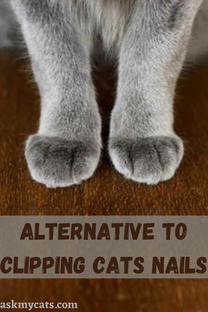 Alternative To Clipping Cats Nails