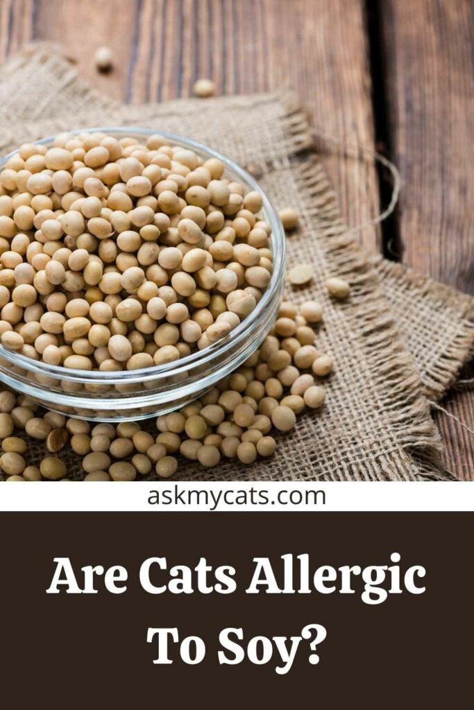 Are Cats Allergic To Soy?