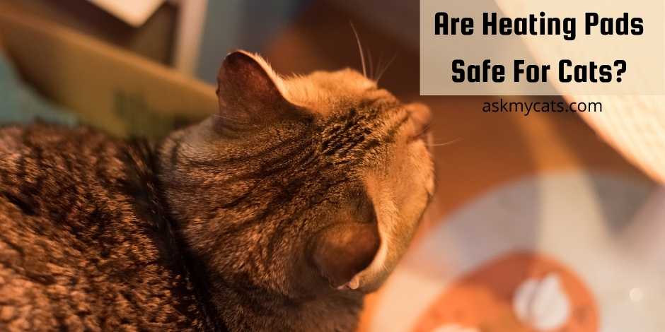 Are Heating Pads Safe For Cats