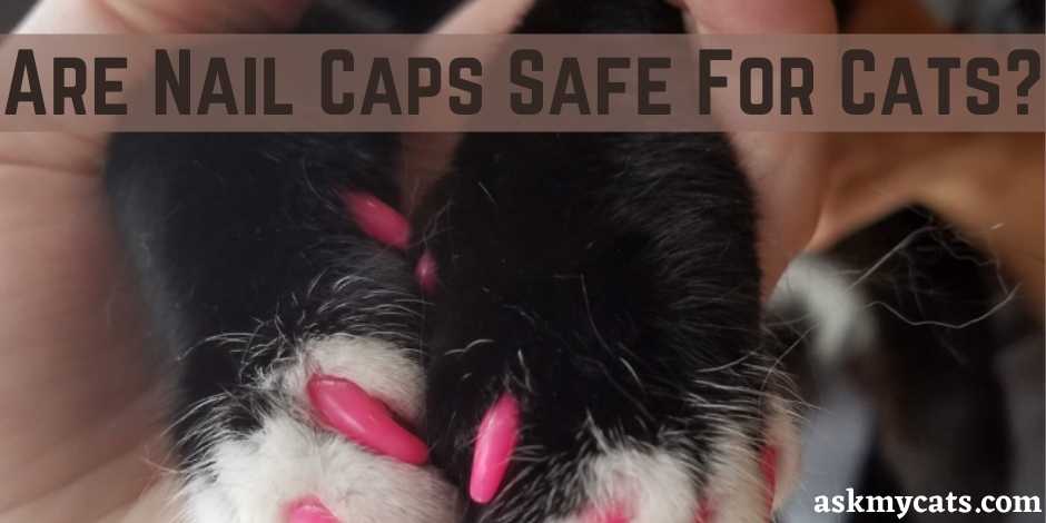 Are Nail Caps Safe For Cats?