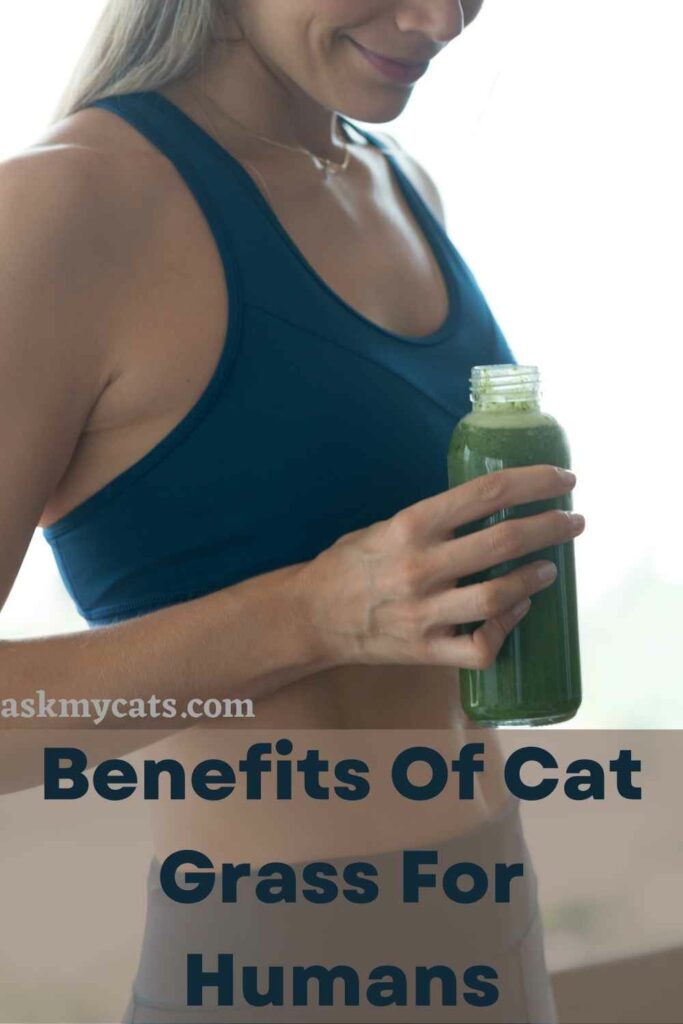 Benefits Of Cat Grass For Humans