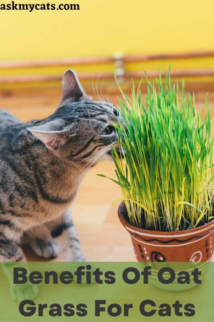 Benefits Of Oat Grass For Cats