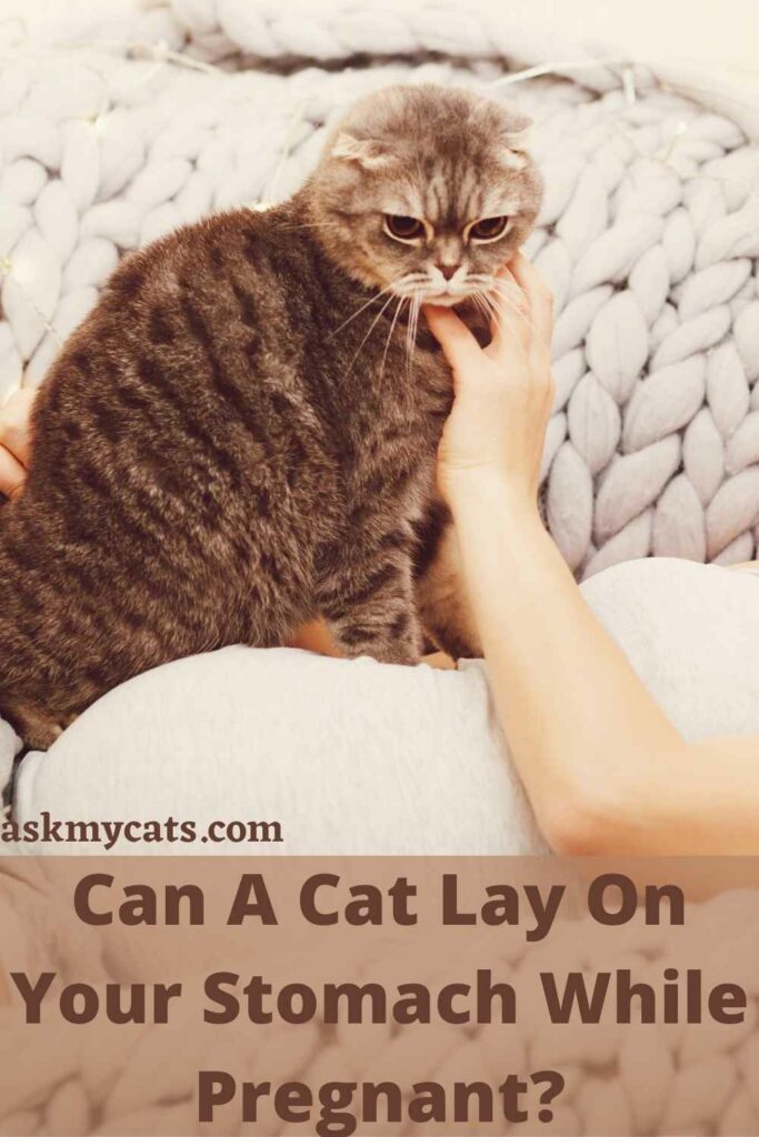 Can A Cat Lay On Your Stomach While Pregnant?