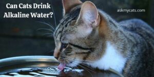 Can Cats Drink Alkaline Water? How Safe Is It?