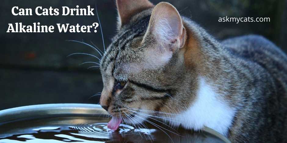 Can Cats Drink Alkaline Water