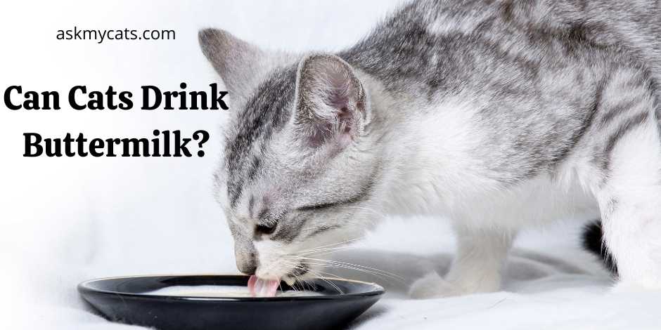 Can Cats Drink Buttermilk