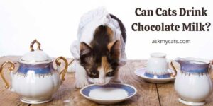 Can Cats Drink Chocolate Milk? A Must Read For Cat Parents!