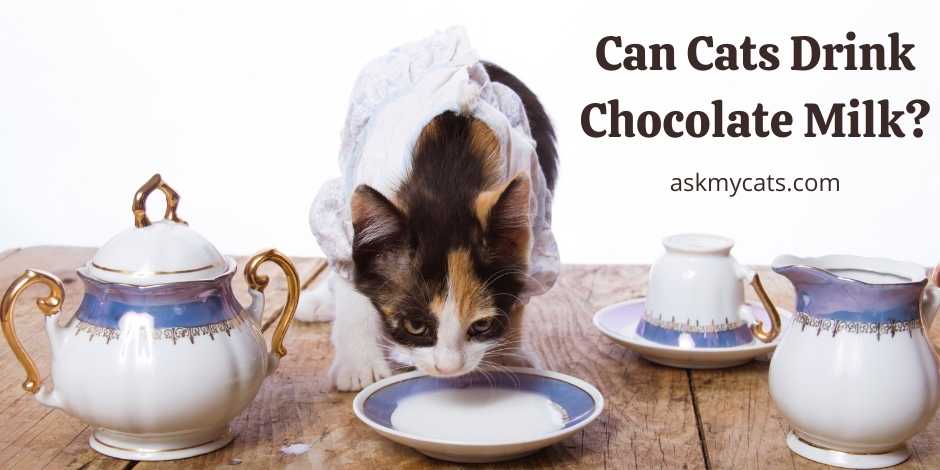 Can Cats Drink Chocolate Milk