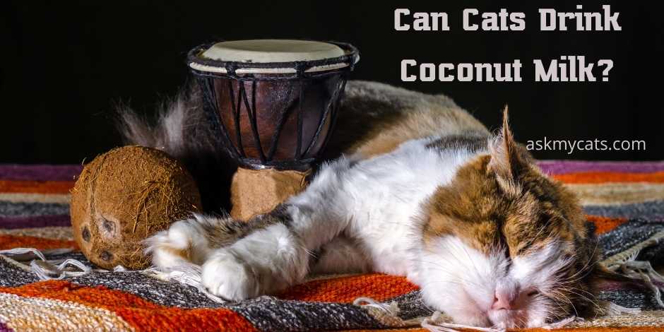 Can Cats Drink Coconut Milk