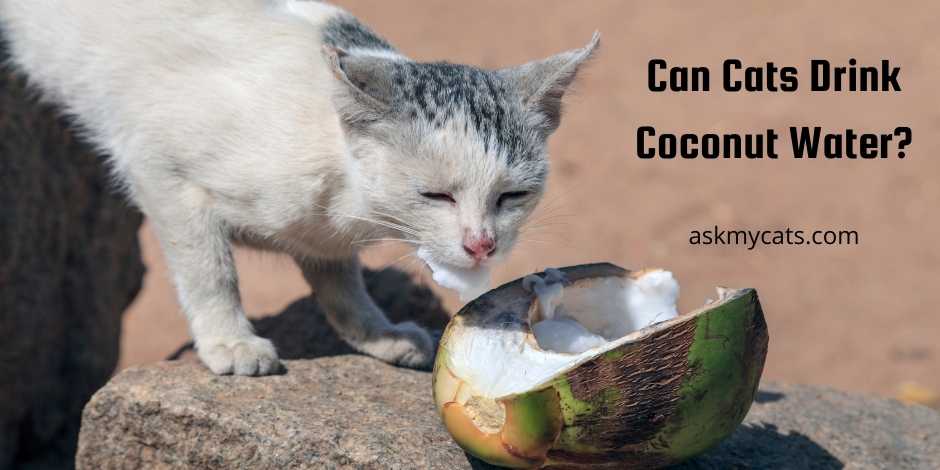 Can Cats Drink Coconut Water