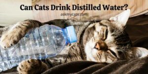 Can Cats Drink Distilled Water? What They Won’t Tell You!