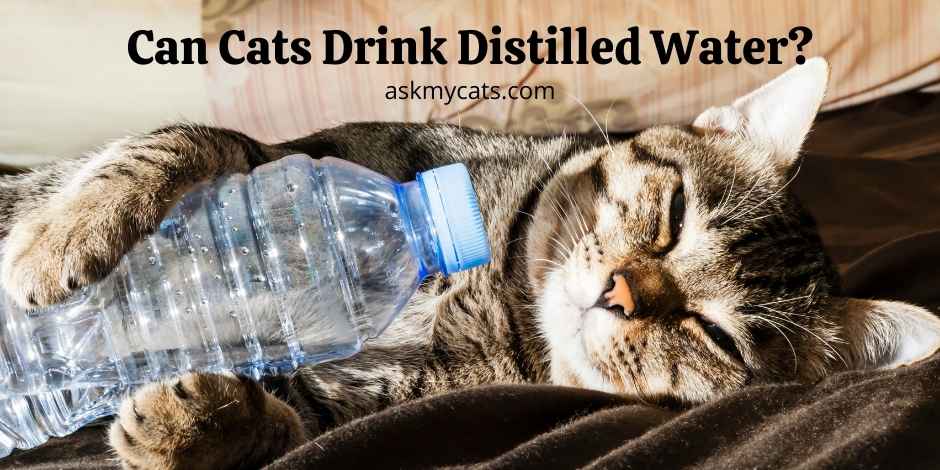 Can Cats Drink Distilled Water