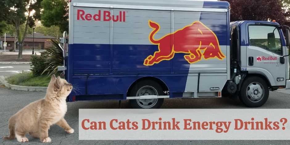 Can Cats Drink Energy Drinks
