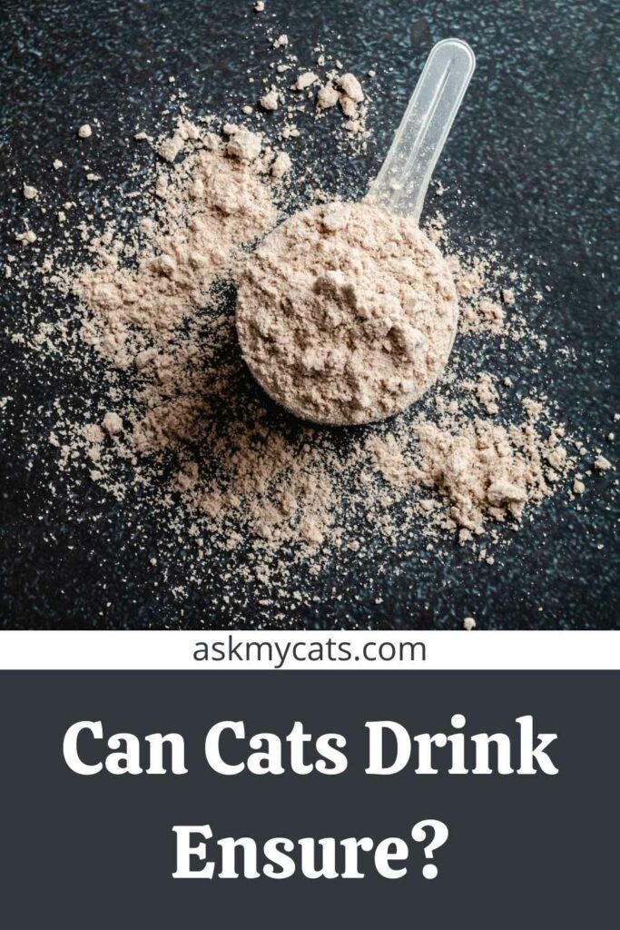 Can Cats Drink Ensure?