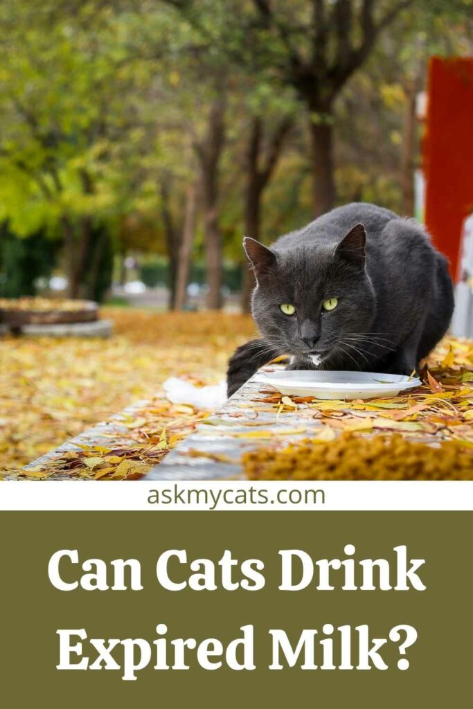 Can Cats Drink Expired Milk?