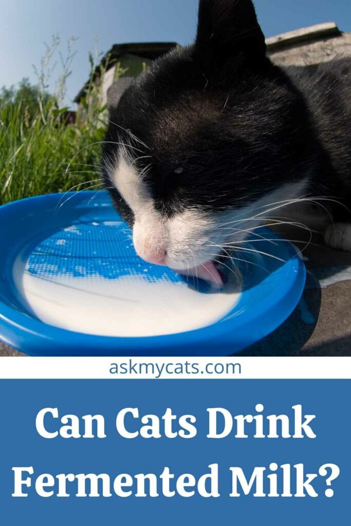 Can Cats Drink Fermented Milk?