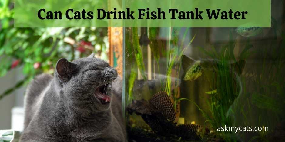 Can Cats Drink Fish Tank Water