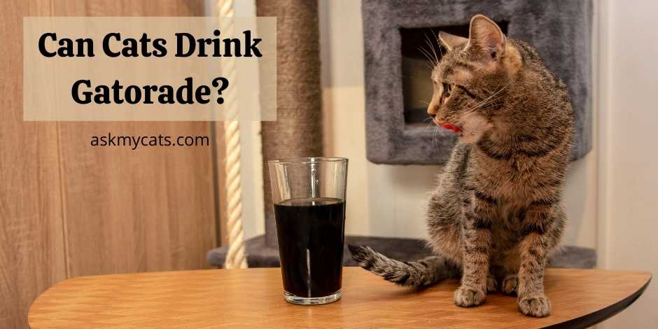 Can Cats Drink Gatorade
